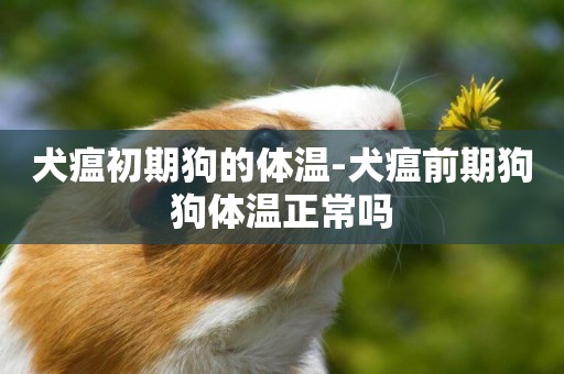 犬瘟初期狗的體溫-犬瘟前期狗狗體溫正常嗎