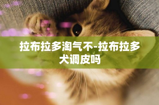 拉布拉多淘氣不-拉布拉多犬調皮嗎