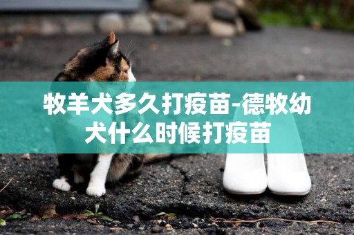 牧羊犬多久打疫苗-德牧幼犬什么時候打疫苗
