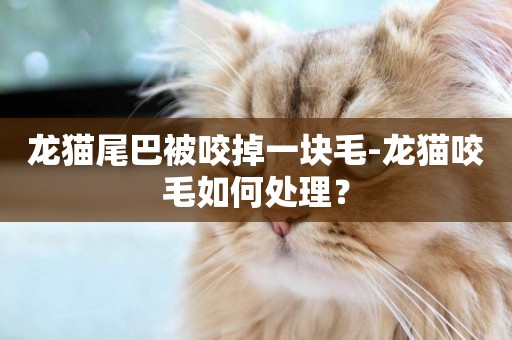 龍貓尾巴被咬掉一塊毛-龍貓咬毛如何處理？