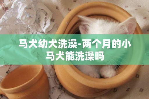 馬犬幼犬洗澡-兩個月的小馬犬能洗澡嗎