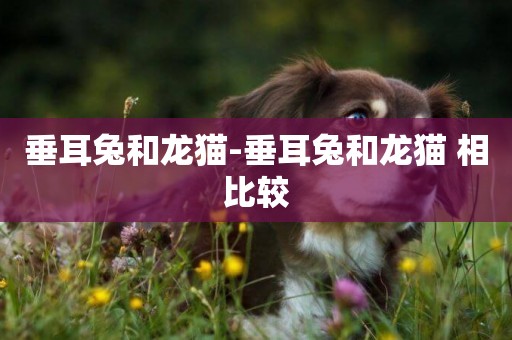 垂耳兔和龍貓-垂耳兔和龍貓 相比較
