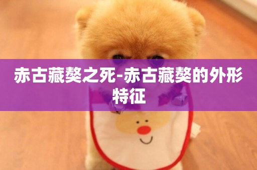 赤古藏獒之死-赤古藏獒的外形特征