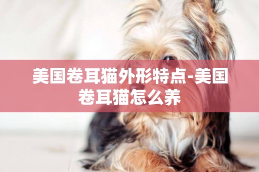 美國卷耳貓外形特點-美國卷耳貓怎么養
