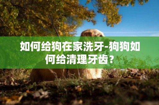 如何給狗在家洗牙-狗狗如何給清理牙齒？