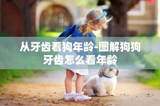從牙齒看狗年齡-圖解狗狗牙齒怎么看年齡