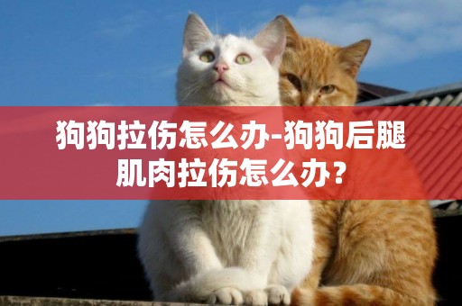 狗狗拉傷怎么辦-狗狗后腿肌肉拉傷怎么辦？