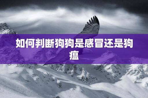 如何判斷狗狗是感冒還是狗瘟