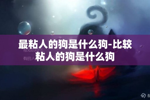 最粘人的狗是什么狗-比較粘人的狗是什么狗
