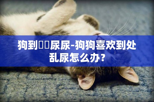 狗到處亂尿尿-狗狗喜歡到處亂尿怎么辦？
