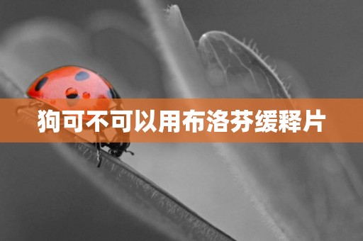 狗可不可以用布洛芬緩釋片