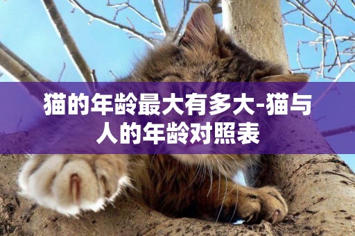 貓的年齡最大有多大-貓與人的年齡對照表