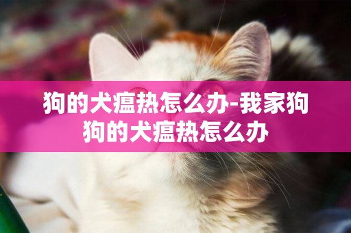 狗的犬瘟熱怎么辦-我家狗狗的犬瘟熱怎么辦