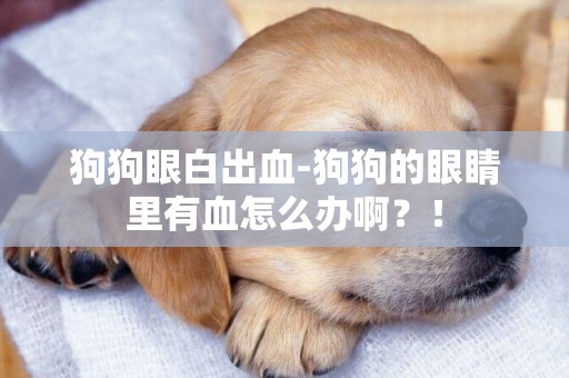 狗狗眼白出血-狗狗的眼睛里有血怎么辦啊？！