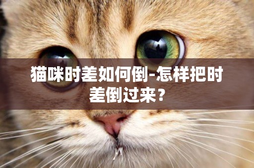 貓咪時差如何倒-怎樣把時差倒過來？