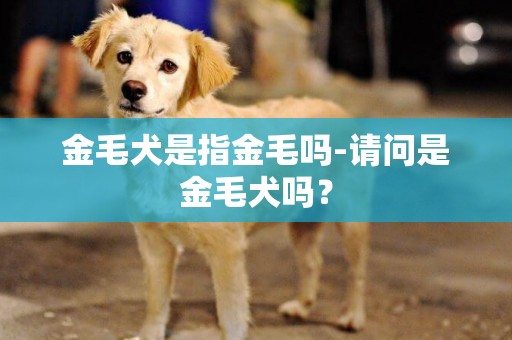 金毛犬是指金毛嗎-請問是金毛犬嗎？