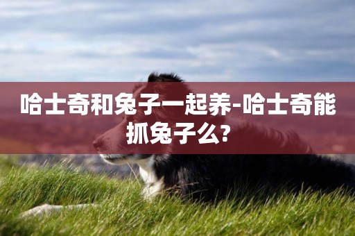 哈士奇和兔子一起養-哈士奇能抓兔子么?
