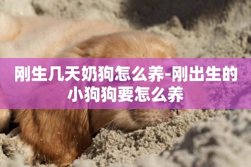 剛生幾天奶狗怎么養-剛出生的小狗狗要怎么養