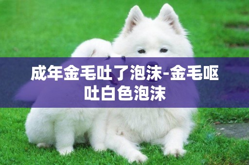成年金毛吐了泡沫-金毛嘔吐白色泡沫