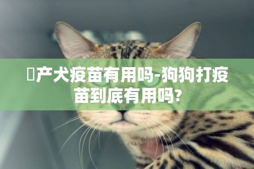 囯產犬疫苗有用嗎-狗狗打疫苗到底有用嗎?