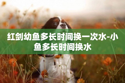 紅劍幼魚多長時間換一次水-小魚多長時間換水