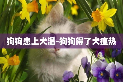 狗狗患上犬溫-狗狗得了犬瘟熱
