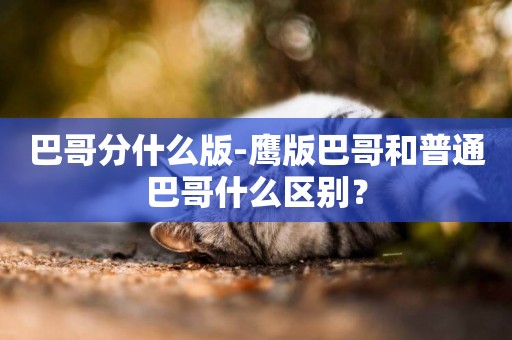 巴哥分什么版-鷹版巴哥和普通巴哥什么區別？
