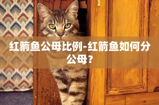 紅箭魚公母比例-紅箭魚如何分公母？