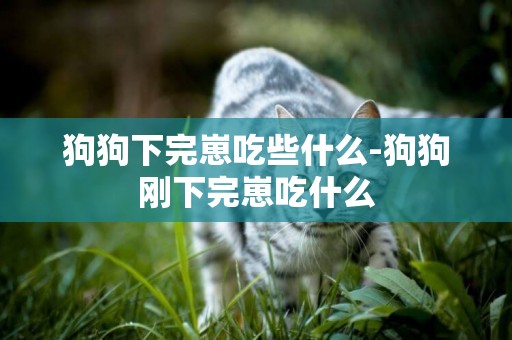 狗狗下完崽吃些什么-狗狗剛下完崽吃什么