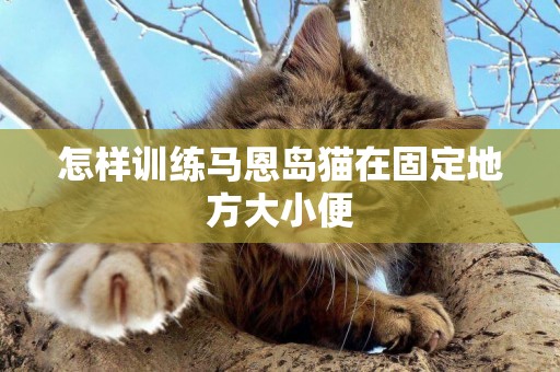怎樣訓練馬恩島貓在固定地方大小便