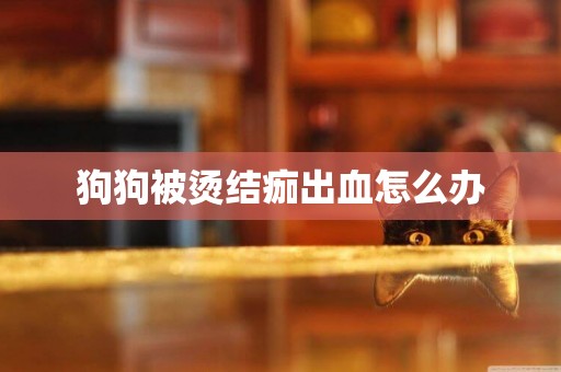 狗狗被燙結痂出血怎么辦