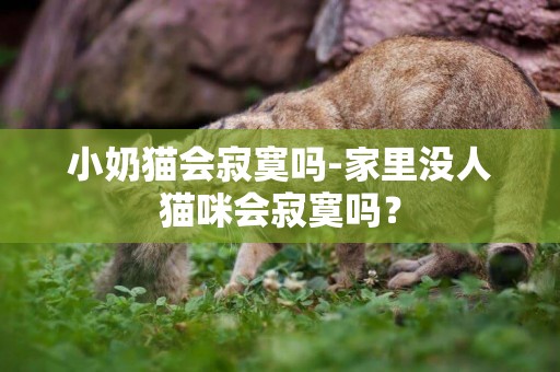 小奶貓會寂寞嗎-家里沒人貓咪會寂寞嗎？