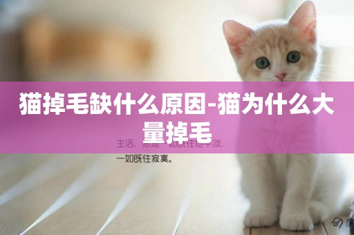 貓掉毛缺什么原因-貓為什么大量掉毛