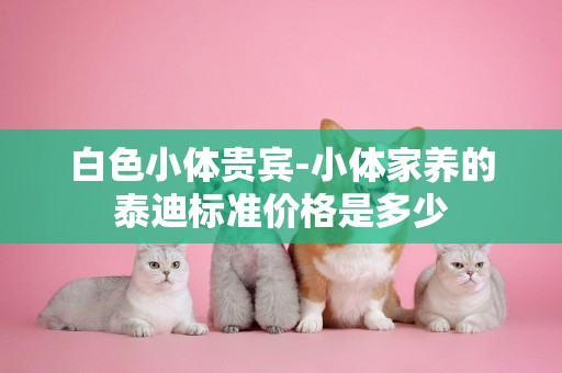 白色小體貴賓-小體家養的泰迪標準價格是多少
