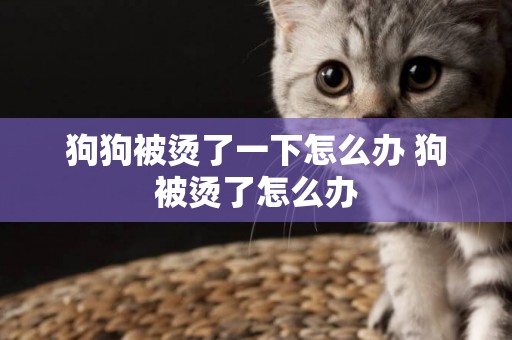 狗狗被燙了一下怎么辦 狗被燙了怎么辦