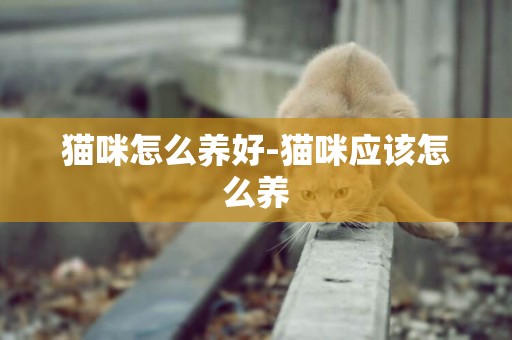 貓咪怎么養好-貓咪應該怎么養