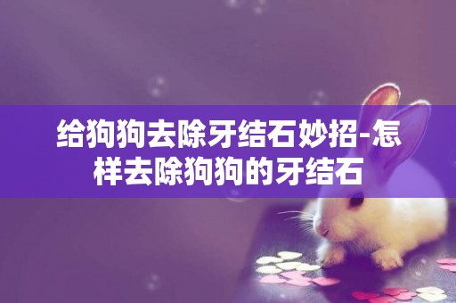 給狗狗去除牙結石妙招-怎樣去除狗狗的牙結石