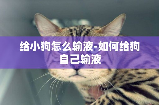 給小狗怎么輸液-如何給狗自己輸液