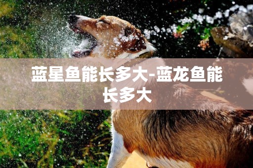 藍星魚能長多大-藍龍魚能長多大