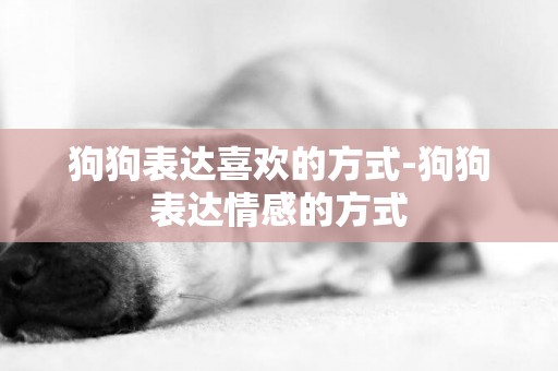 狗狗表達喜歡的方式-狗狗表達情感的方式