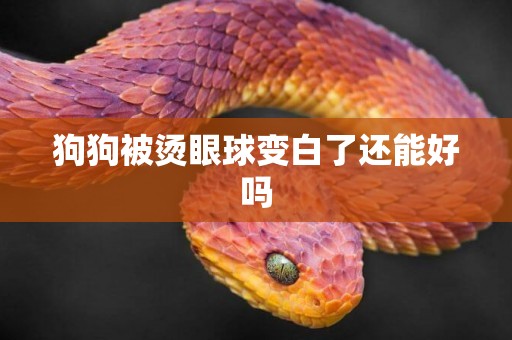 狗狗被燙眼球變白了還能好嗎