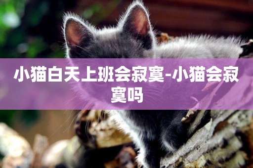 小貓白天上班會寂寞-小貓會寂寞嗎