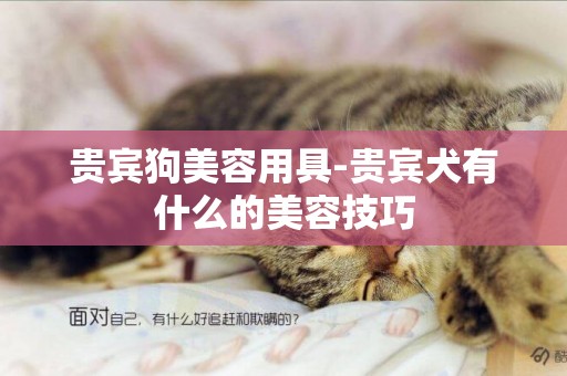 貴賓狗美容用具-貴賓犬有什么的美容技巧