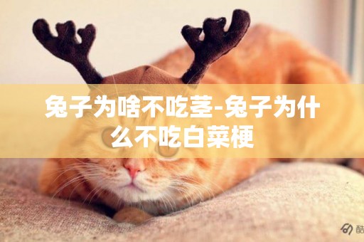 兔子為啥不吃莖-兔子為什么不吃白菜梗
