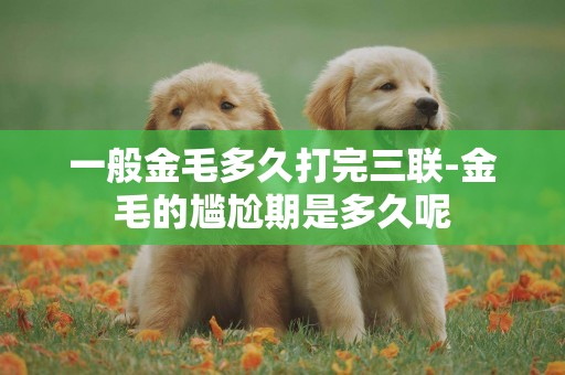 一般金毛多久打完三聯-金毛的尷尬期是多久呢