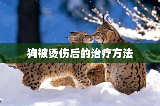 狗被燙傷后的治療方法