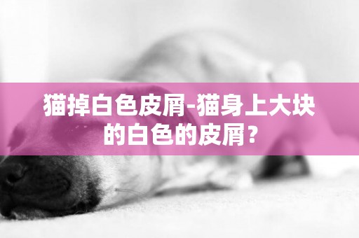 貓掉白色皮屑-貓身上大塊的白色的皮屑？
