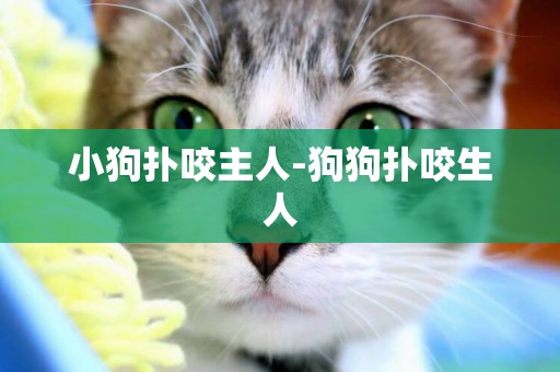 小狗撲咬主人-狗狗撲咬生人