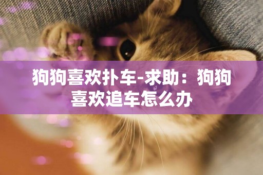 狗狗喜歡撲車-求助：狗狗喜歡追車怎么辦