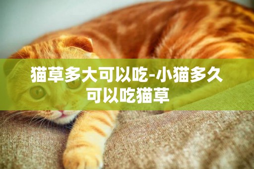 貓草多大可以吃-小貓多久可以吃貓草